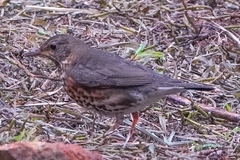 Turdus cardis