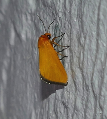 Eulithosia composita