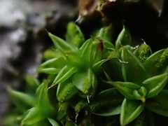 Syntrichia papillosa