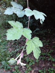 Rubus formosensis