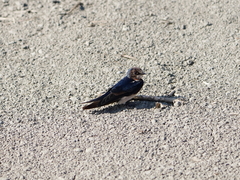 Hirundo tahitica