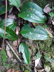 Smilax bracteata