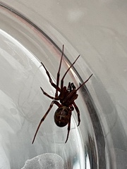 Steatoda castanea