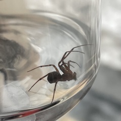 Steatoda castanea