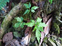 Gynostemma pentaphyllum