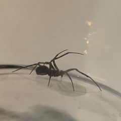 Steatoda castanea