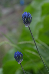 Allium litvinovii