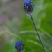Allium litvinovii - Photo 由 Aleksandr Naumenko 所上傳的 (c) Aleksandr Naumenko，保留部份權利CC BY-NC