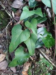 Aristolochia shimadae