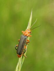 Cantharis
