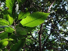 Quercus stenophylloides