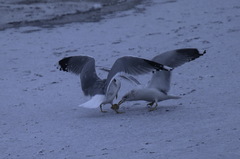 Larus canus