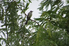 Myiarchus swainsoni