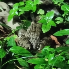 Fejervarya cancrivora