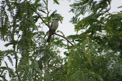 Myiarchus swainsoni