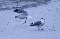Larus canus