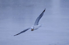 Larus canus