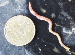 Aporrectodea georgii