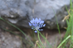 Allium litvinovii