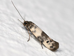 Enolmis acanthella