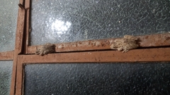 Scinax acuminatus
