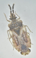 Aradus depressus