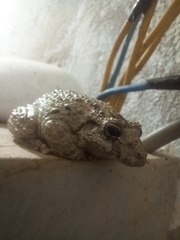 Scinax acuminatus