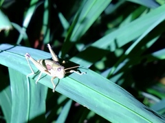 Melanoplinae