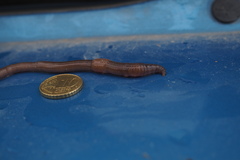 Aporrectodea giardi