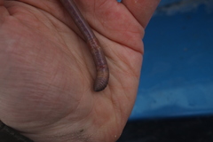 Aporrectodea giardi