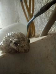 Scinax acuminatus