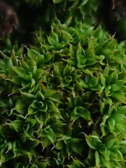 Syntrichia papillosa