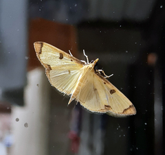 Uncobotyodes patulalis