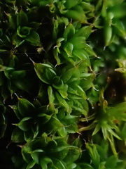 Syntrichia papillosa
