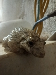 Scinax acuminatus