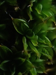 Syntrichia papillosa