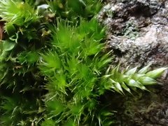 Syntrichia papillosa