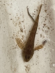Cottus gobio
