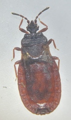 Aneurus avenius