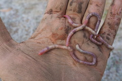 Aporrectodea icterica