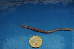 Aporrectodea icterica