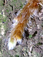 Davallia trichomanoides