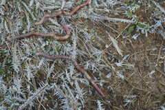 Aporrectodea icterica