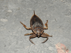 Lethocerus
