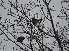 Turdus pilaris