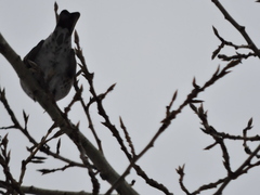 Turdus pilaris