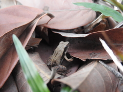 Physalaemus cuvieri