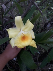 Sobralia xantholeuca