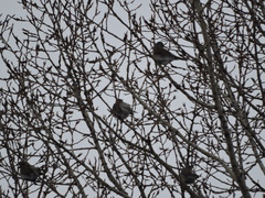 Turdus pilaris