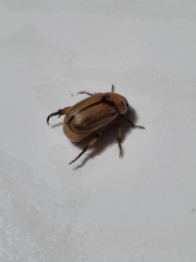 Anomala pallida